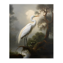 Louisiana Bayou: Weißes Egret