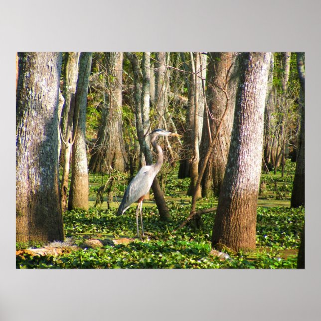 Louisiana Bird in Swamp Poster (Vorne)