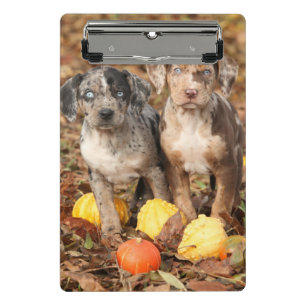 Louisiana Catahoula Welpen mit Pumpkins Mini Klemmbrett