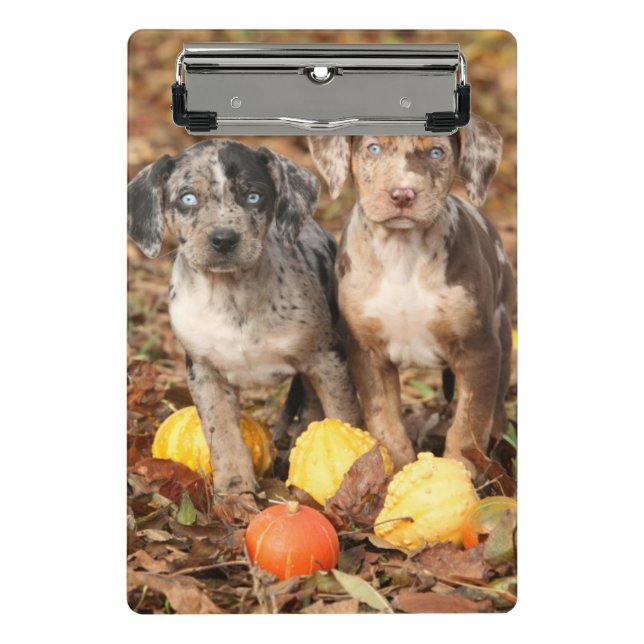 Louisiana Catahoula Welpen mit Pumpkins Mini Klemmbrett (Vorderseite)