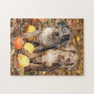 Louisiana Catahoula Welpen mit Pumpkins Puzzle