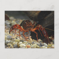 Louisiana Crawfish