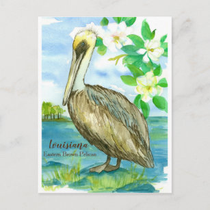 Louisiana Eastern Brown Pelican Staat Bird Postkarte