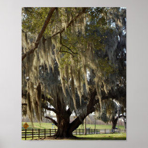 Louisiana-Eiche [Kunstprint] Poster