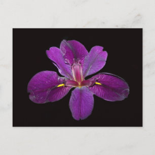 Louisiana Gamecock Iris Blume Postcard Postkarte