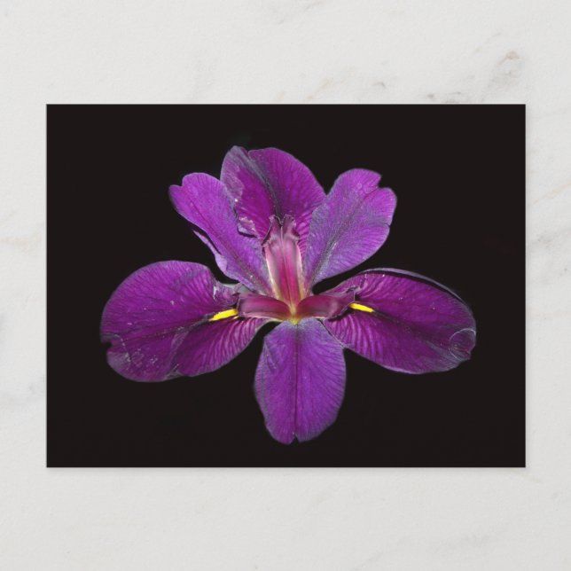 Louisiana Gamecock Iris Blume Postcard Postkarte (Vorderseite)