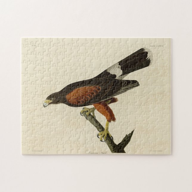 Louisiana (Harris's Hawk Audubon Birds of America Puzzle (Horizontal)