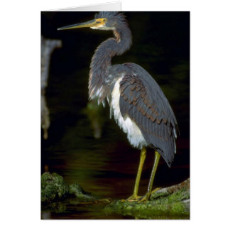 Louisiana Heron