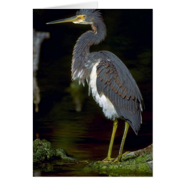 Louisiana Heron (Vorne)