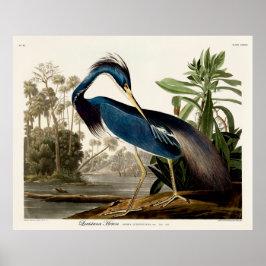 Louisiana Heron, 1834, From the Birds of America Poster