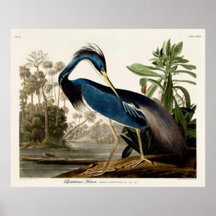 Louisiana Heron, 1834, From the Birds of America Poster