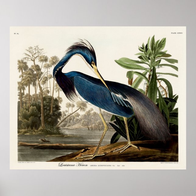 Louisiana Heron, 1834, From the Birds of America Poster (Vorne)