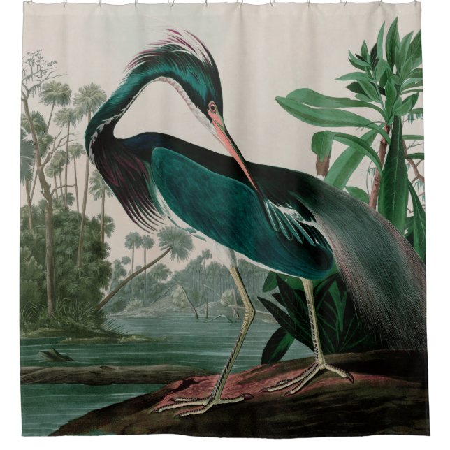 Louisiana Heron Birds of America Audubon Print Duschvorhang (Vorderseite)