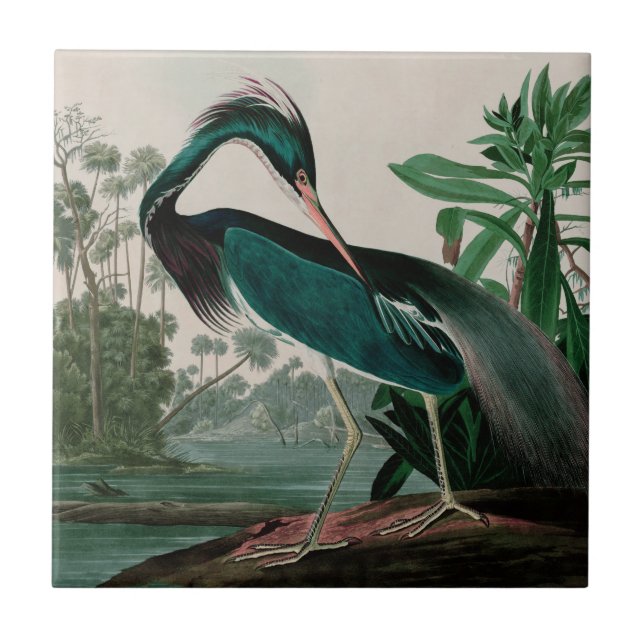 Louisiana Heron Birds of America Audubon Print Fliese (Vorderseite)