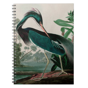 Louisiana Heron Birds of America Audubon Print Notizblock