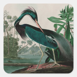 Louisiana Heron Birds of America Audubon Print Quadratischer Aufkleber
