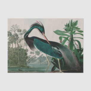 Louisiana Heron Birds of America Audubon Print Seidenpapier