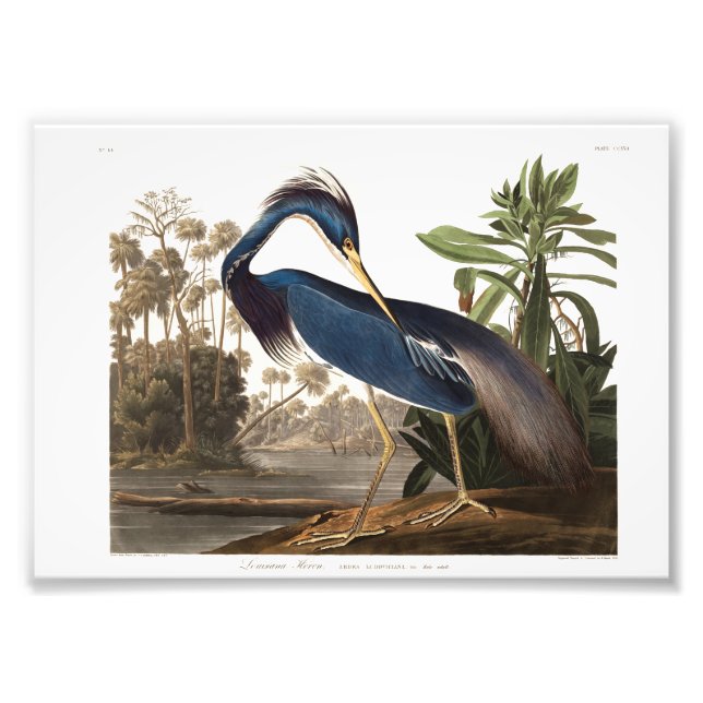 Louisiana Heron from Birds of America (1827) Fotodruck (Vorne)