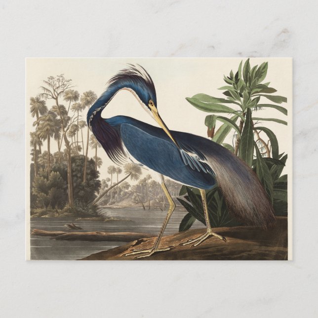 Louisiana Heron John Audubon Postkarte (Vorderseite)