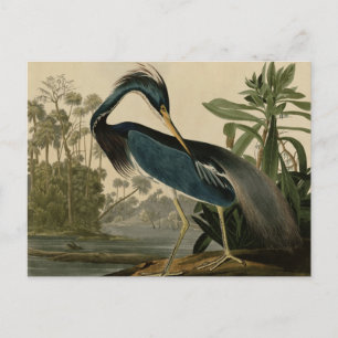 Louisiana Heron Postkarte