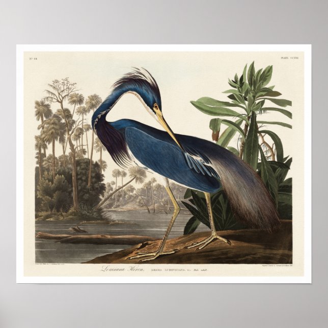Louisiana Heron von Audubon Poster (Vorne)