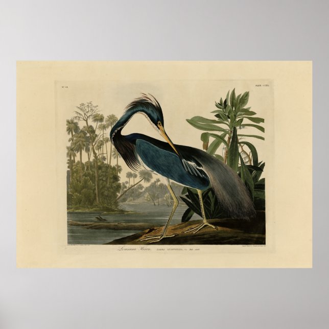 Louisiana Heron - von Audubons Vögeln Amerikas Poster (Vorne)