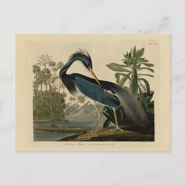 Louisiana Heron - von Audubons Vögeln Amerikas Postkarte (Vorderseite)