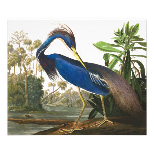 Louisiana Heron von John James Audubon Fotodruck