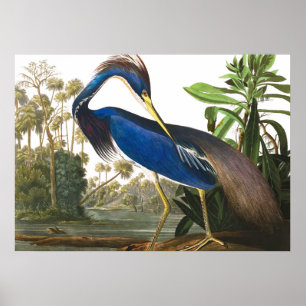 Louisiana Heron von John James Audubon Poster
