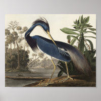 Louisiana Heron von Vögeln Amerikas