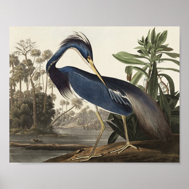 Louisiana Heron von Vögeln Amerikas Poster (Vorne)