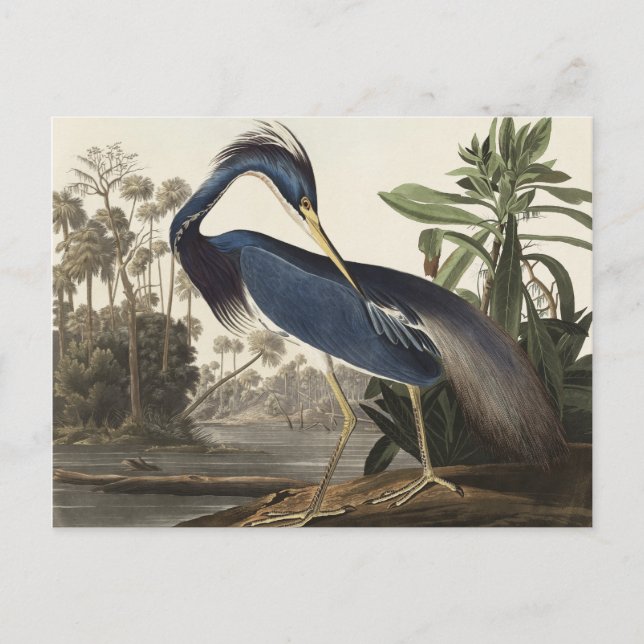 Louisiana Heron von Vögeln Amerikas Postkarte (Vorderseite)