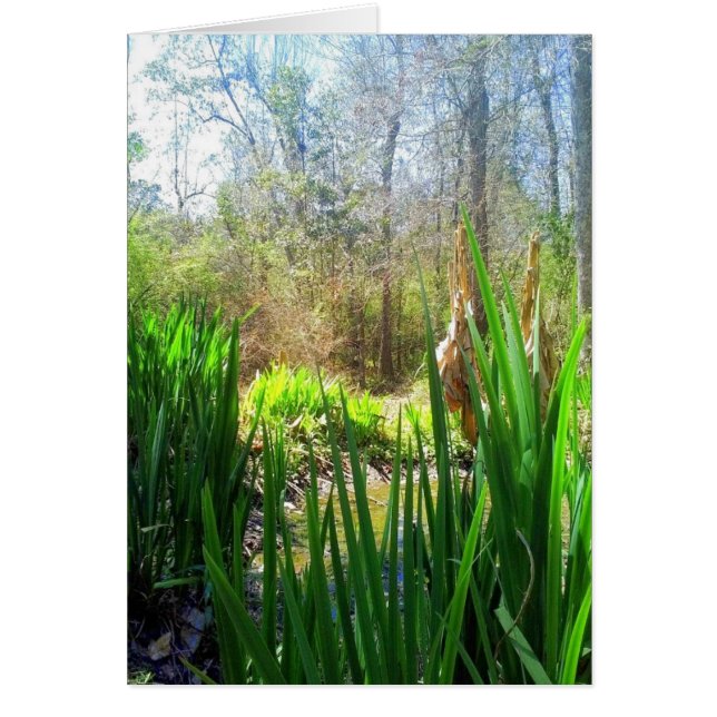 Louisiana Iris, Creek Side, (Vorne)