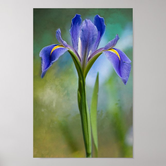 Louisiana Iris Poster (Vorne)