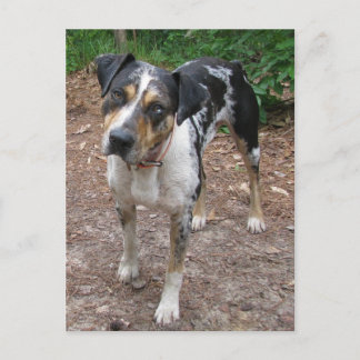 Louisiana Leopard Dog Postkarte