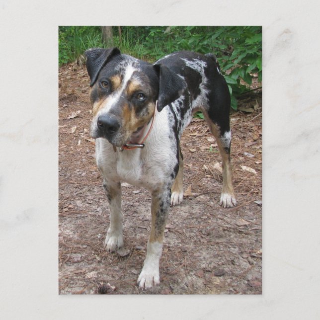 Louisiana Leopard Dog Postkarte (Vorderseite)