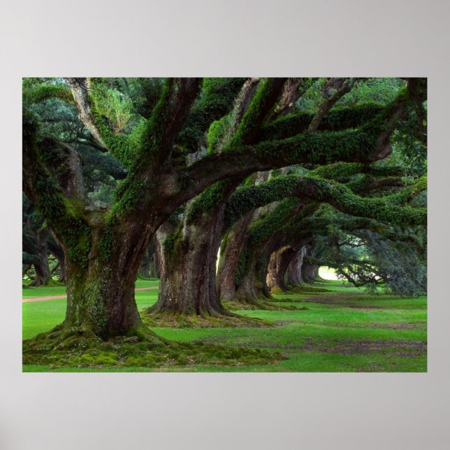 LOUISIANA LIVE OAK BÄUME POSTER (Vorne)