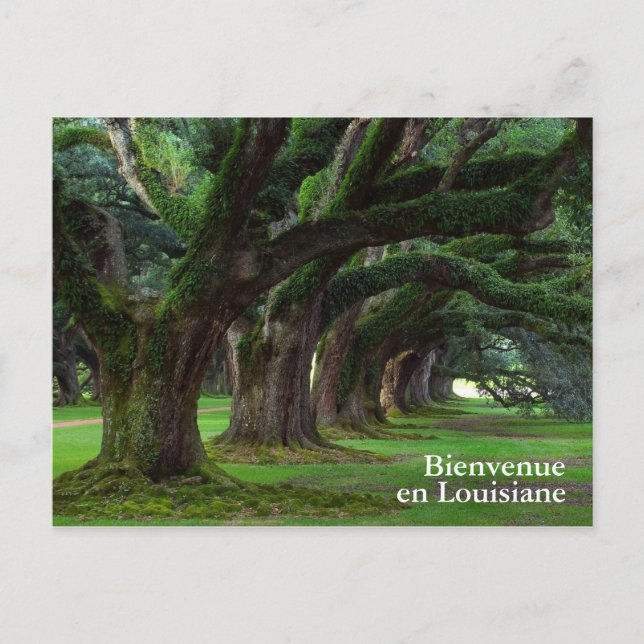 LOUISIANA LIVE OAK BÄUME POSTKARTE (Vorderseite)