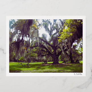 Louisiana Oak Tree Postcard Folien Feiertagspostkarte