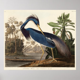 Louisiana-Reiher aus Birds of America (1827) Poster