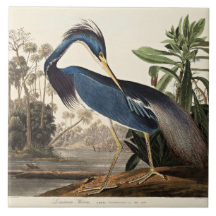 Louisiana-Reiher aus Birds of America Fliese