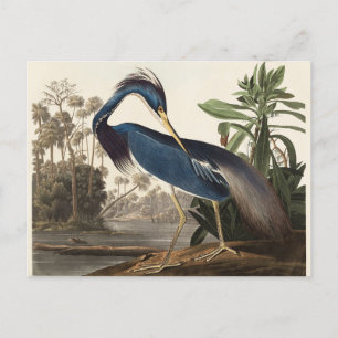 Louisiana-Reiher John Audubon Postkarte