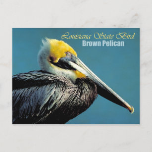 Louisiana Staat Bird - Brown Pelican Postkarte