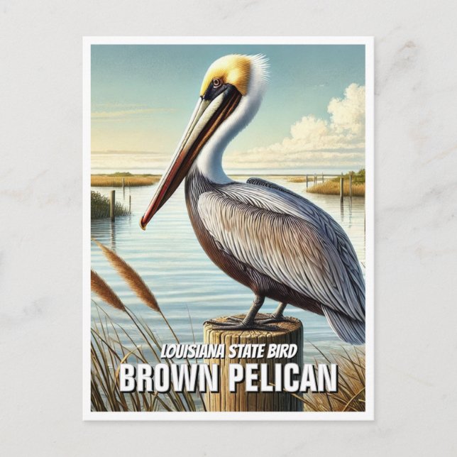 Louisiana Staat Bird Brown Pelican Postkarte (Vorderseite)