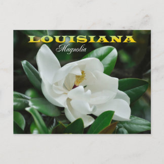 Louisiana Staat Blume: Magnolia Postkarte