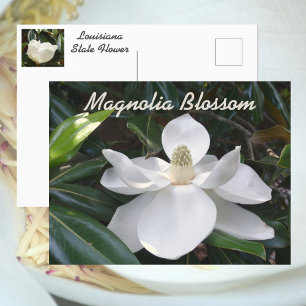 Louisiana Staat Blume White Magnolia Fotografie Postkarte
