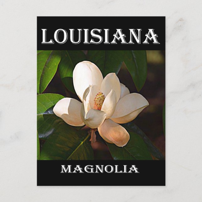 Louisiana Süd Magnolia Postkarte (Vorderseite)