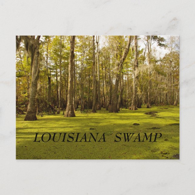 Louisiana-Sumpf (LA), LOUISIANA-SUMPF Postkarte (Vorderseite)