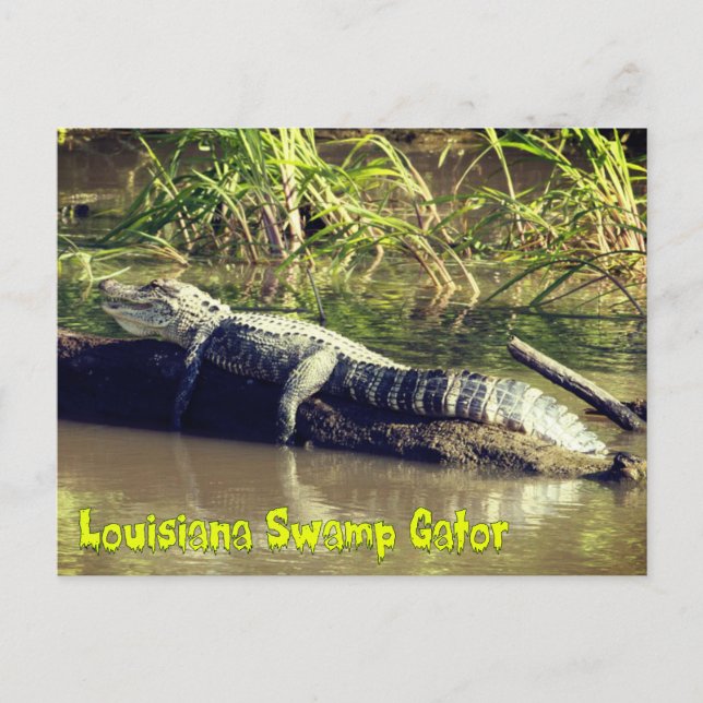 Louisiana Swamp Gator Postkarte (Vorderseite)