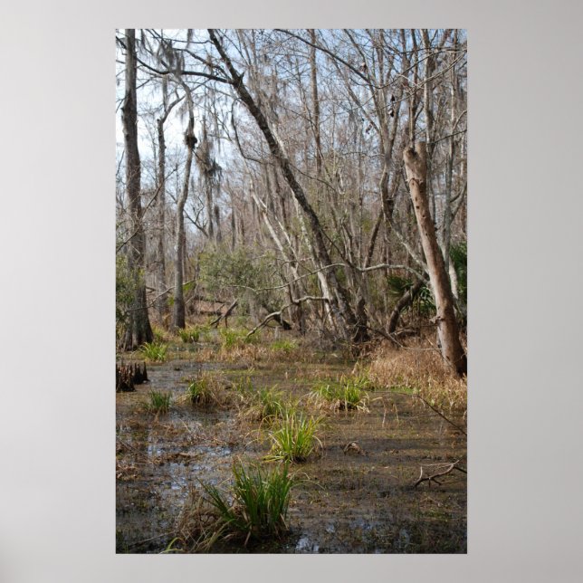 Louisiana Swamp Poster (Vorne)